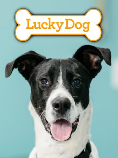 Lucky Dog